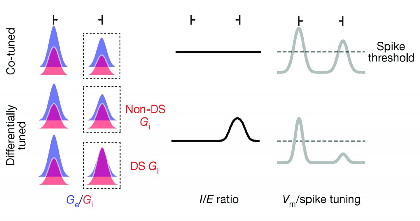 Cartoon Model of Co-Tuning (Top) and Differential Tuning (Bottom) of Excitation and Inhibition