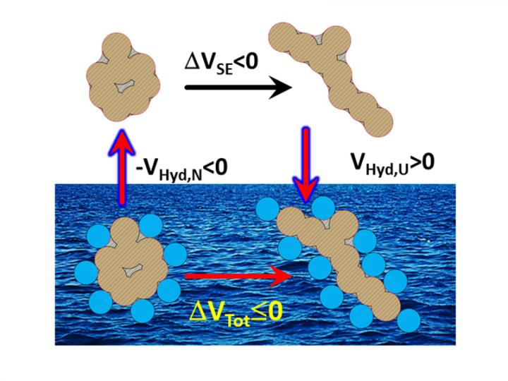 50+ yearold protein volume paradox resolved EurekAlert!