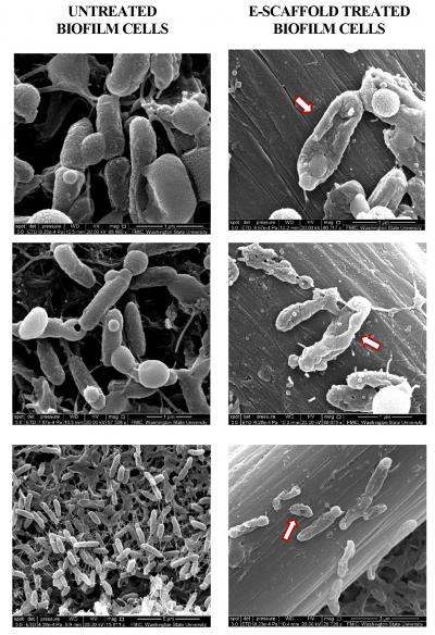 Comparison of Untreated and Treated Cells
