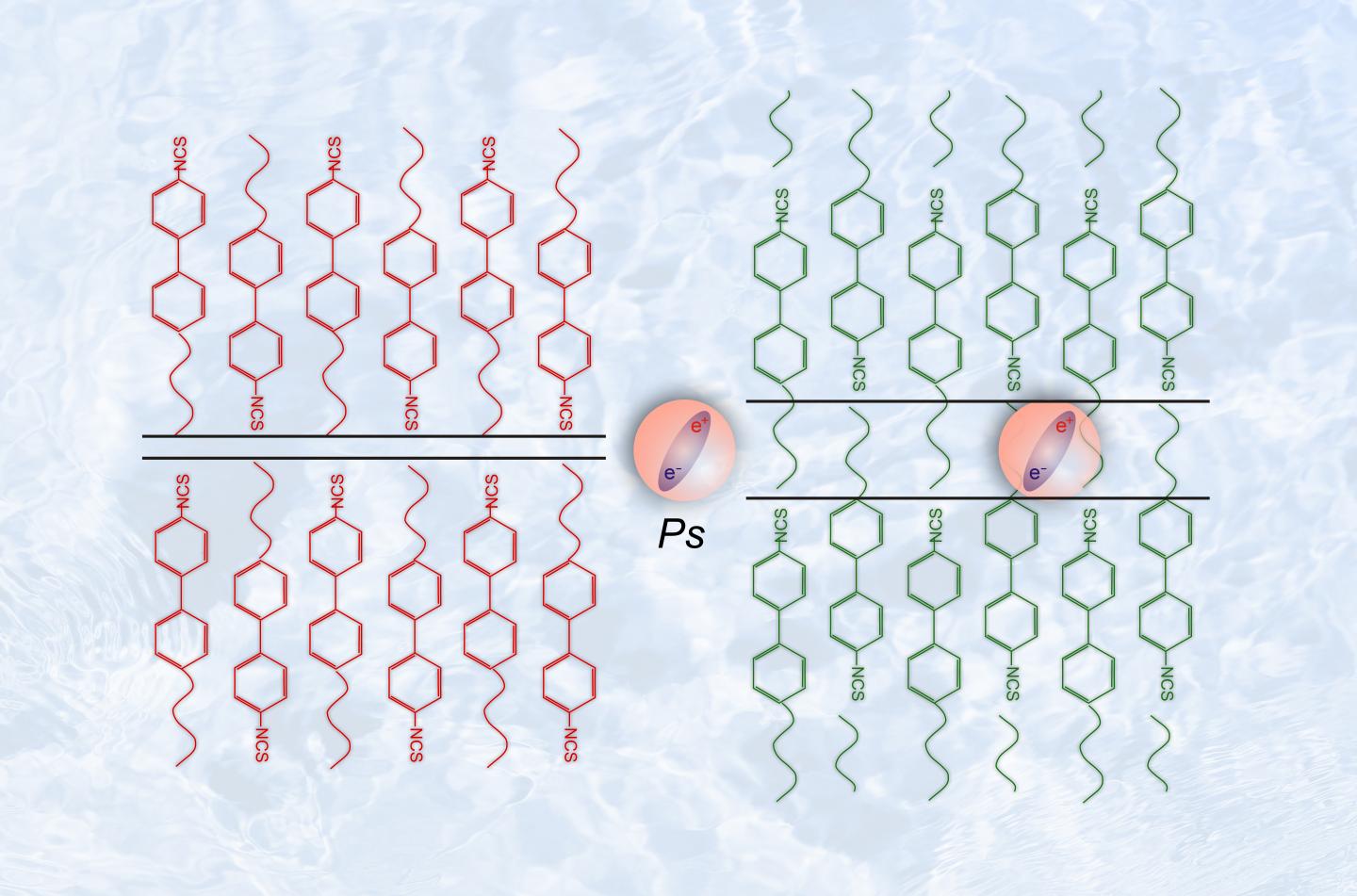 Positronium  in Liquid Crystals