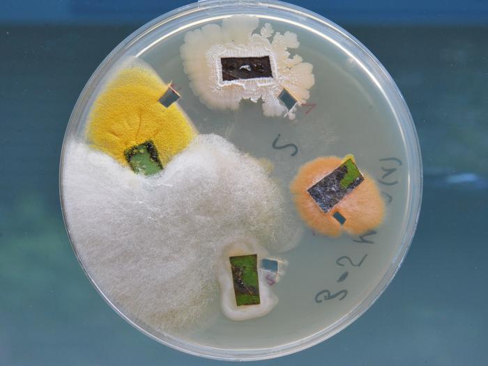 endophytic fungi in poplar