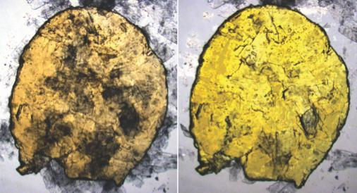 Optical Microscopy Images Showing Enzymes