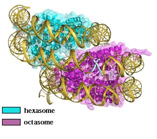 Overlapping Dinucleosome