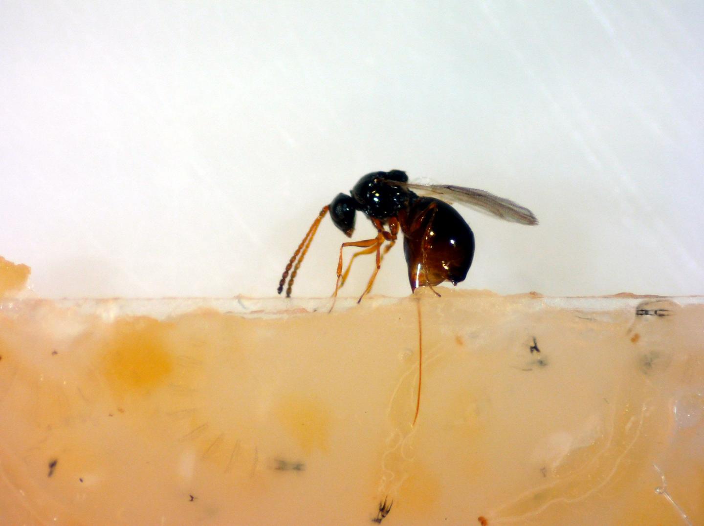Defensive Bacterial Symbionts of Fruit Flies Attack Ribosomes of Parasitic Wasps