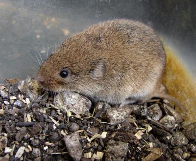 <i>Microtus savii</i>