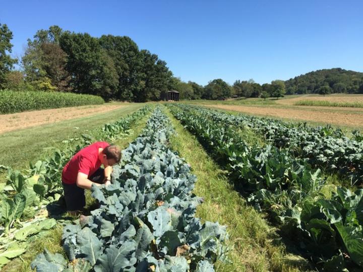Discovery Could Save Farmers Millions of Dollars in Pest Control