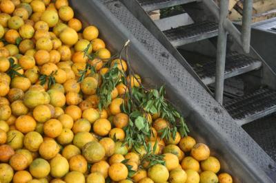 Mechicanically Harvested Citrus