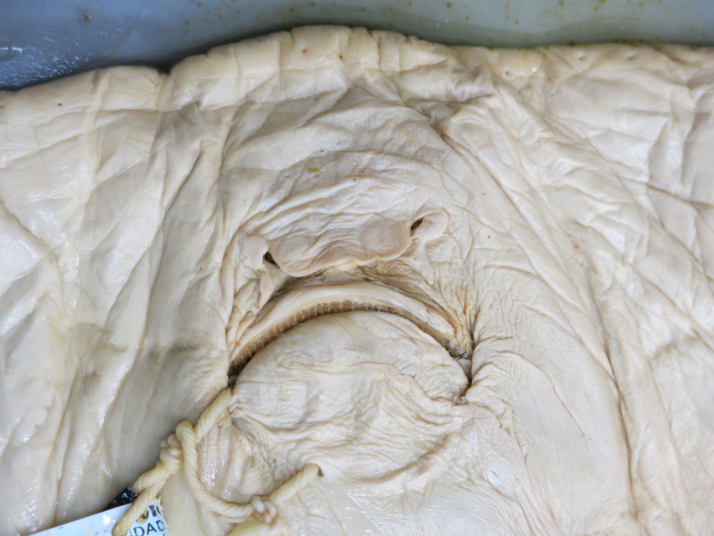 <i>Tetronarce cowleyi</i> Electric Ray