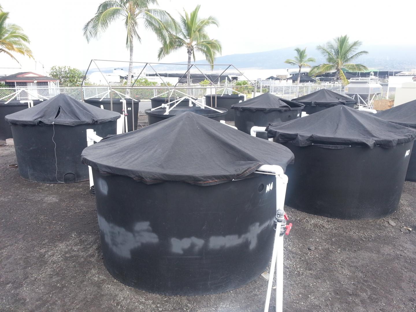 Kampachi in a Sea Station