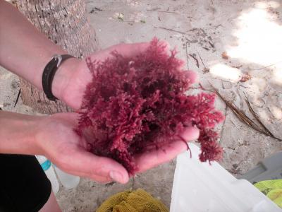 Seaweed Samples (2 of 2)