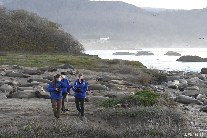 Searching for elephant seals
