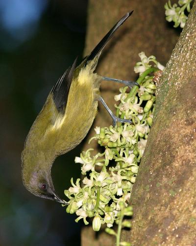 A Biodiversity Breakdown in New Zealand (8 of 8)