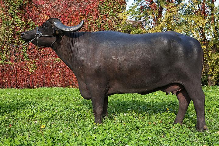 Improved Breeding of Water Buffalo