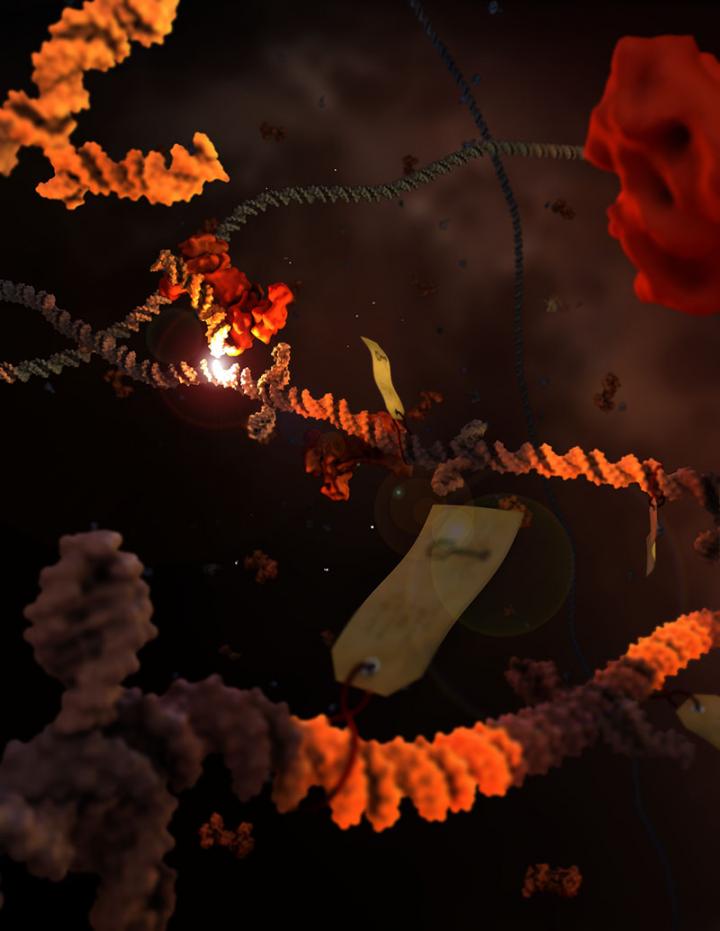 CRISPR Immunological Memory