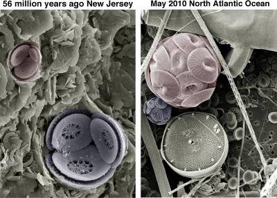 Fossil and Modern Coccolithophore Cells
