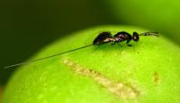 Living Fig Wasp