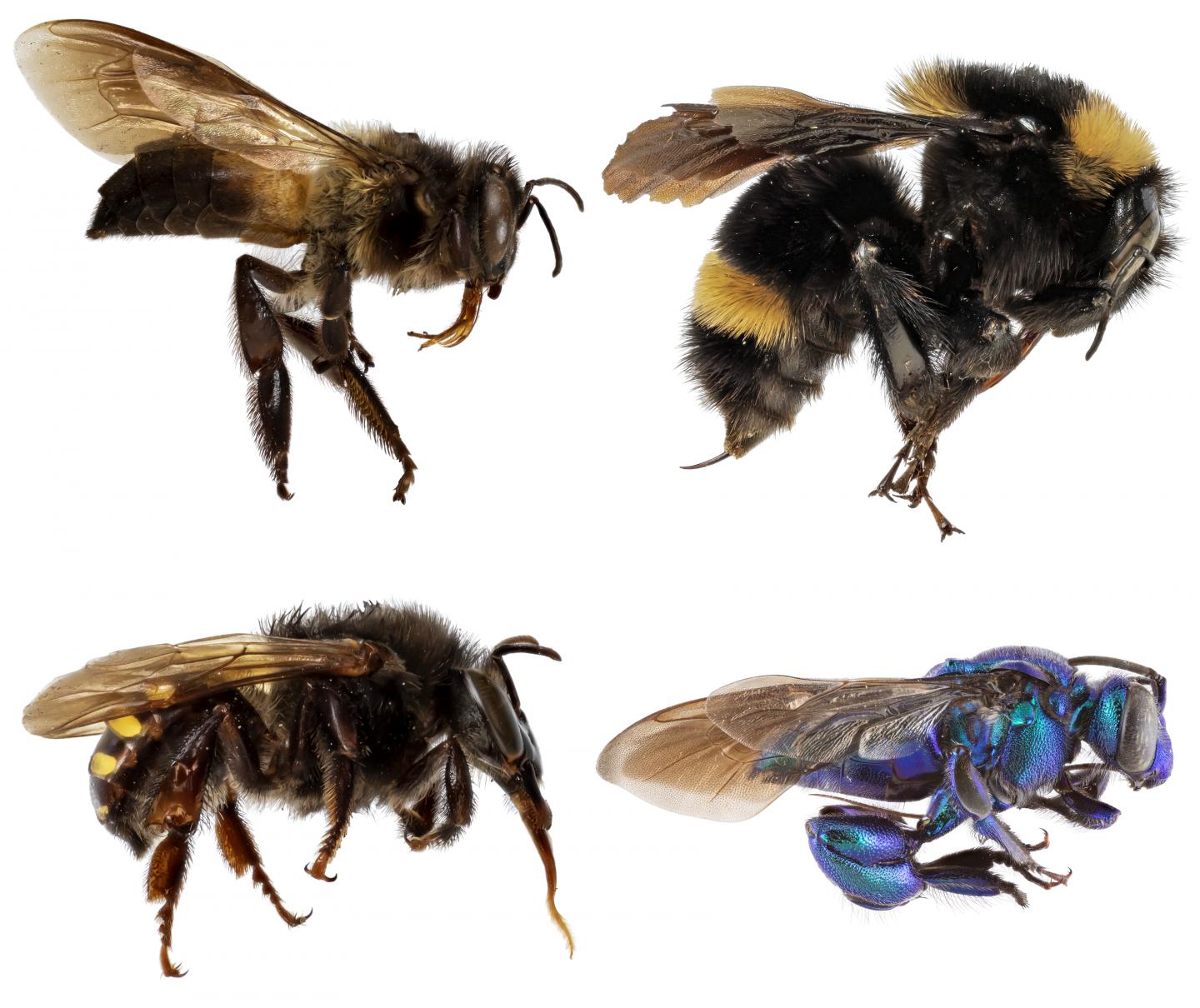 Corbiculate bees