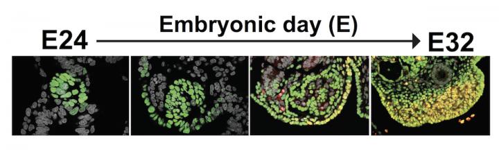 The origins of ovaries and testes