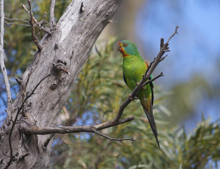 Swift Parrot Female