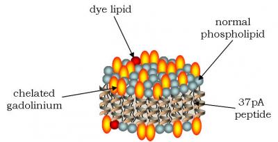 Schematic of a New Heart Disease Contrast Agent