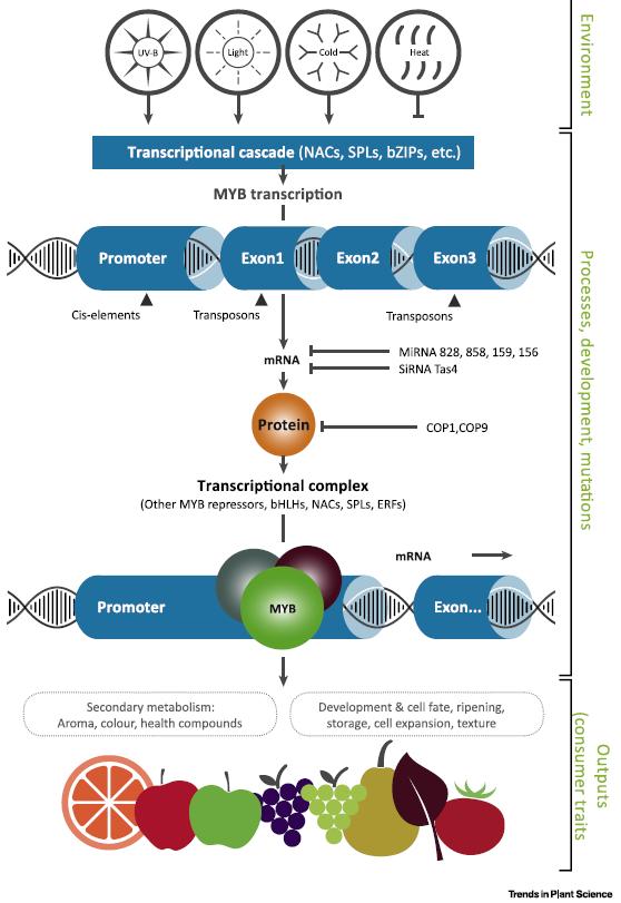 MYB and Consumer Traits