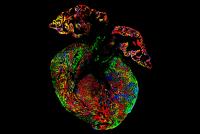 Young Mouse Heart Labeled With the Rainbow System