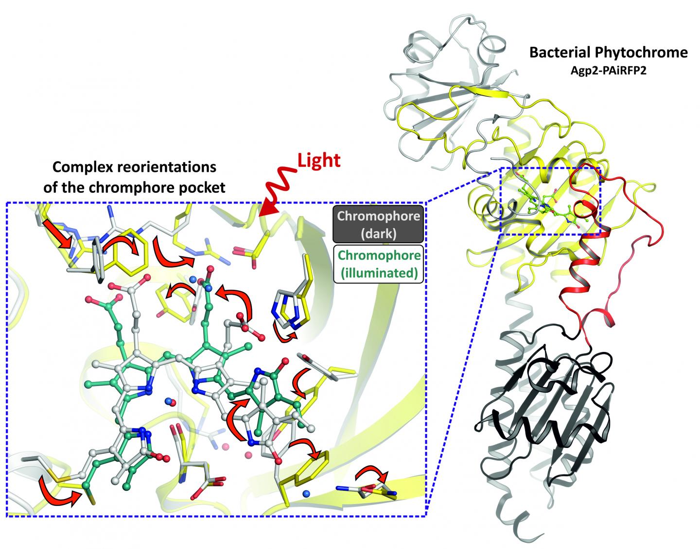 Structural Transformation of a Phytochrome