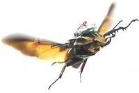 Beetle Flying