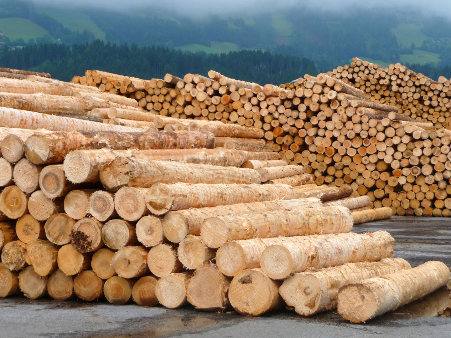 Stacked Wood Logs