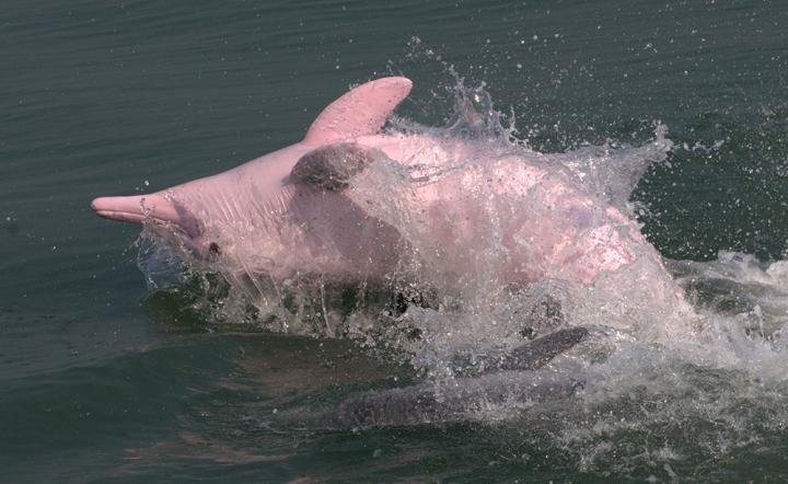Indo-Pacific Humpback Dolphin