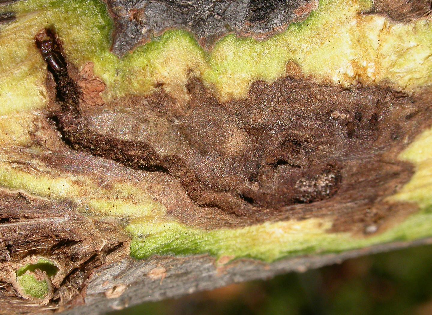 Canker in Black Walnut Tree