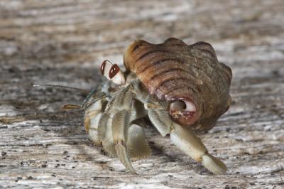 Hermit crabs socialize to evict their neighbo | EurekAlert!