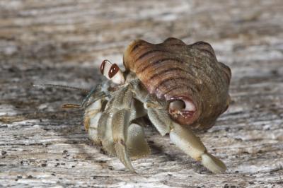 Hermit Crab