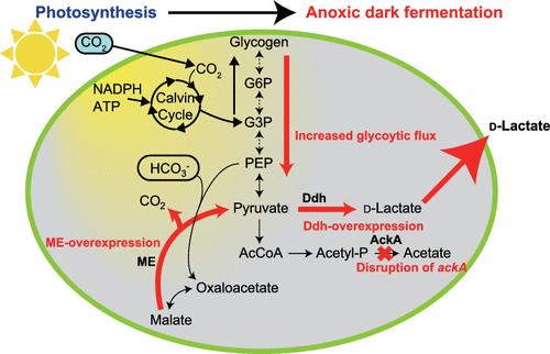 図１. 二酸化炭素からD-乳酸への変換経路