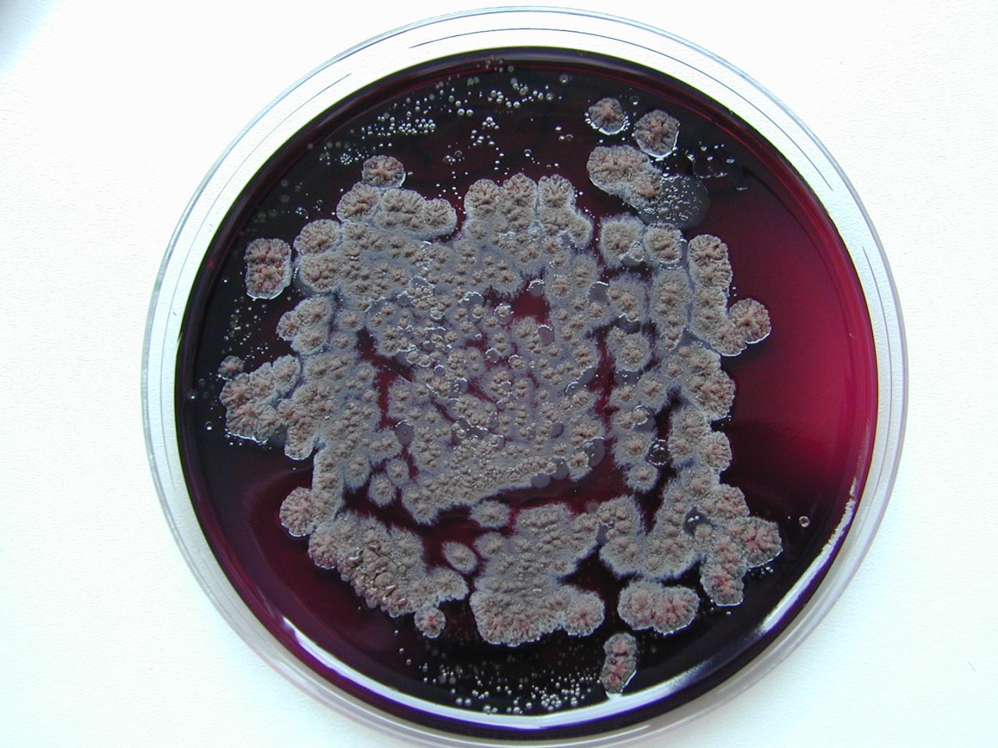 Soil Bacteria in the Lab