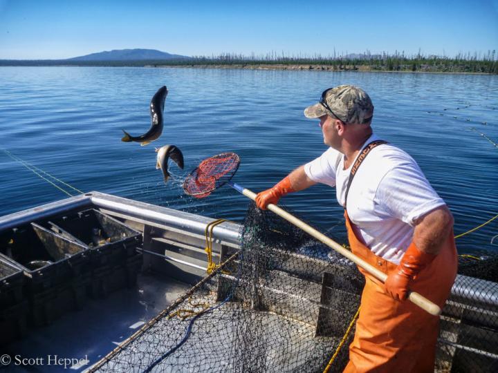 Invasion Of Lake Trout In Yellowstone Changed | EurekAlert!