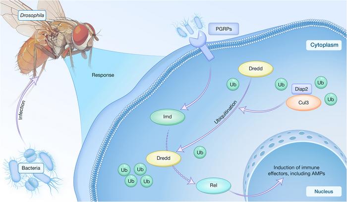 Drosophila Cul3 contributes to Diap2-mediated innate immune signaling for antimicrobial defense