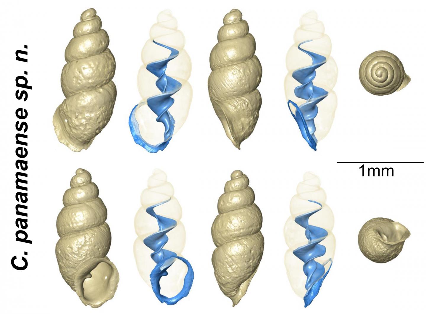 Computed Tomographic Images