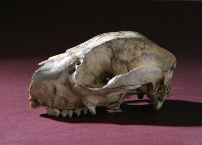 Protemnodon Skull