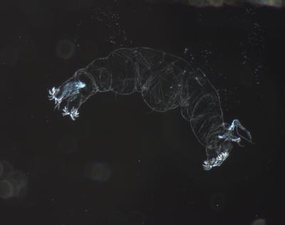 A Double-Abdomen <i>Chironomus</i> Midge Embryo