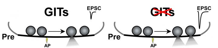 GITs Proteins Exert a Critical Control Regulating the Strength of Synaptic Transmission
