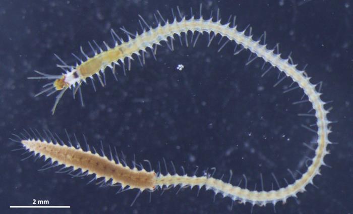 This sea worm's butt swims away