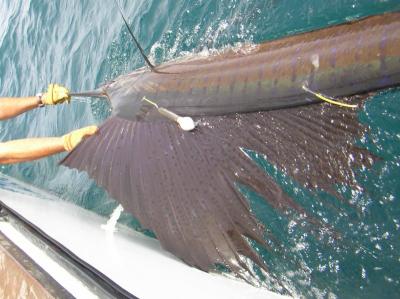 Atlantic Sailfish