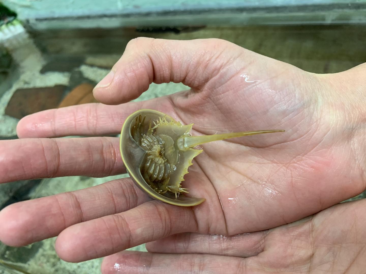 Why Are Horseshoe Crabs So Important