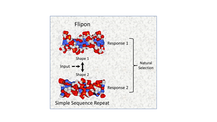 Natural Selection of Flipons