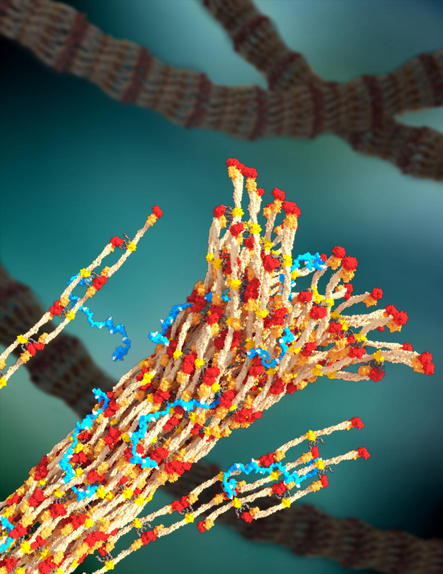 PolySTAT Polymer Strengthening a Blood Clot