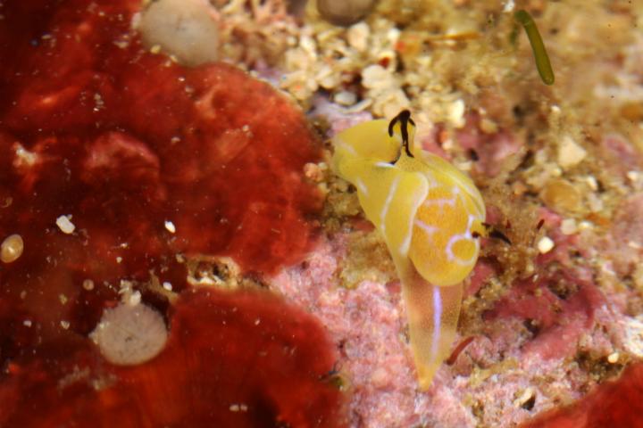 <i>Siphopteron dumbo</i>