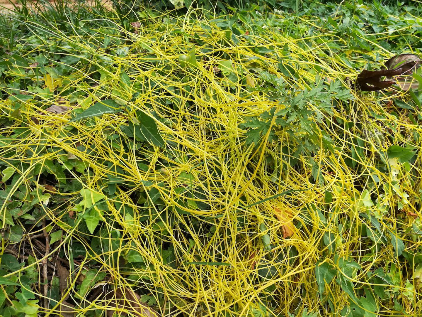 In Nature, Dodder Entwines Different Plant Species