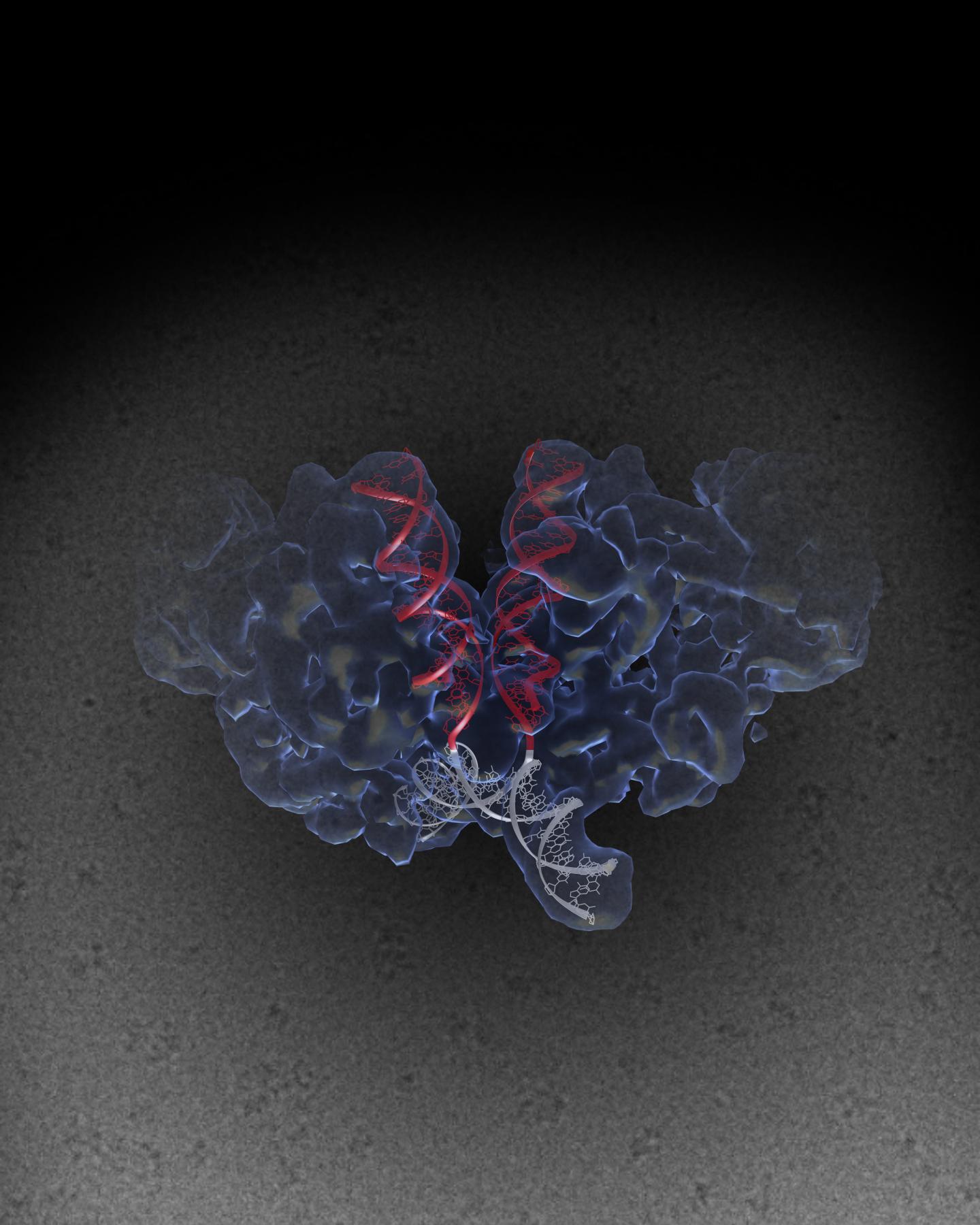 Salk Scientists Crack the Structure of HIV Machinery (1 of 2)