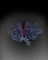 Salk Scientists Crack the Structure of HIV Machinery (1 of 2)